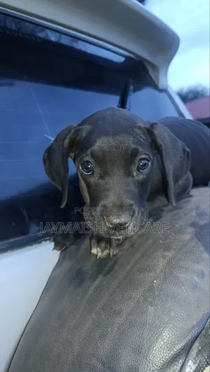 1-3 months Female Purebred Great Dane