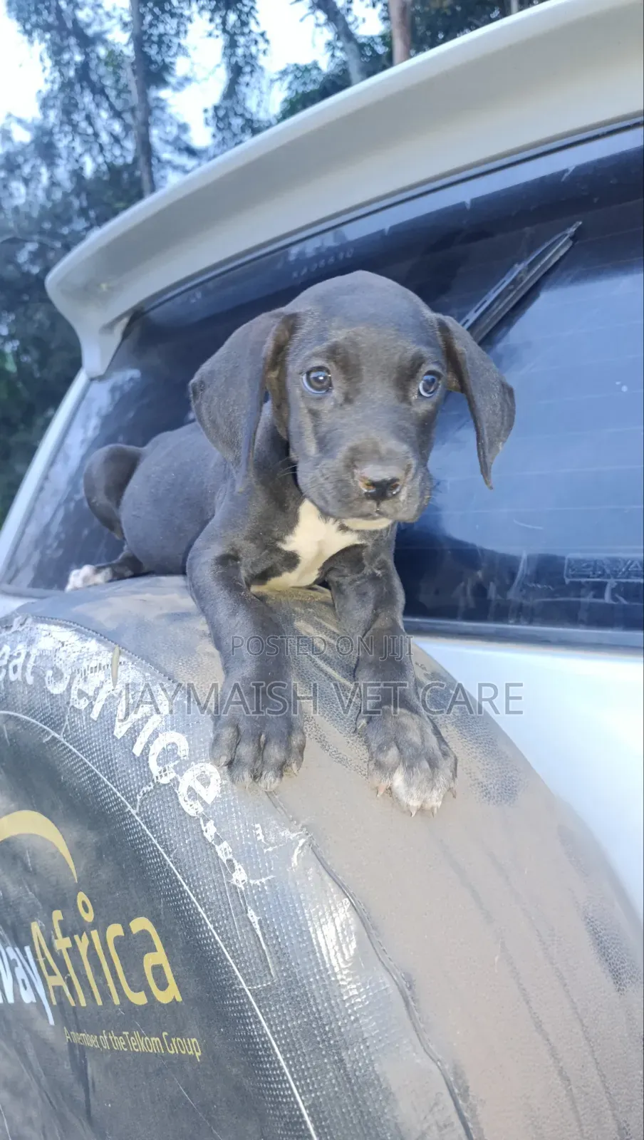 1-3 months Female Purebred Great Dane