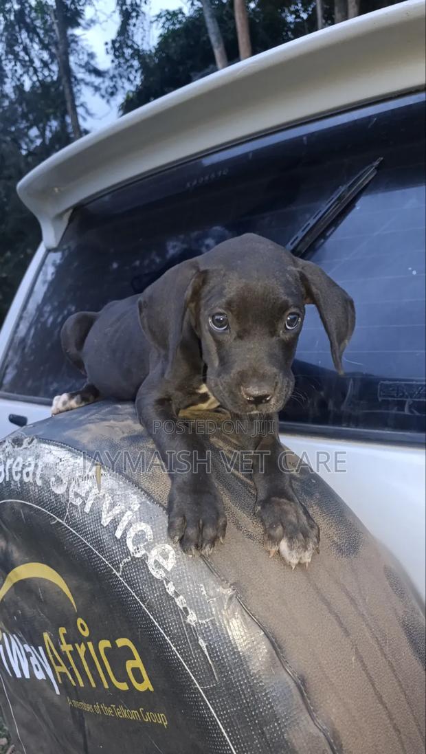 1-3 months Female Purebred Great Dane - thumbnail 4