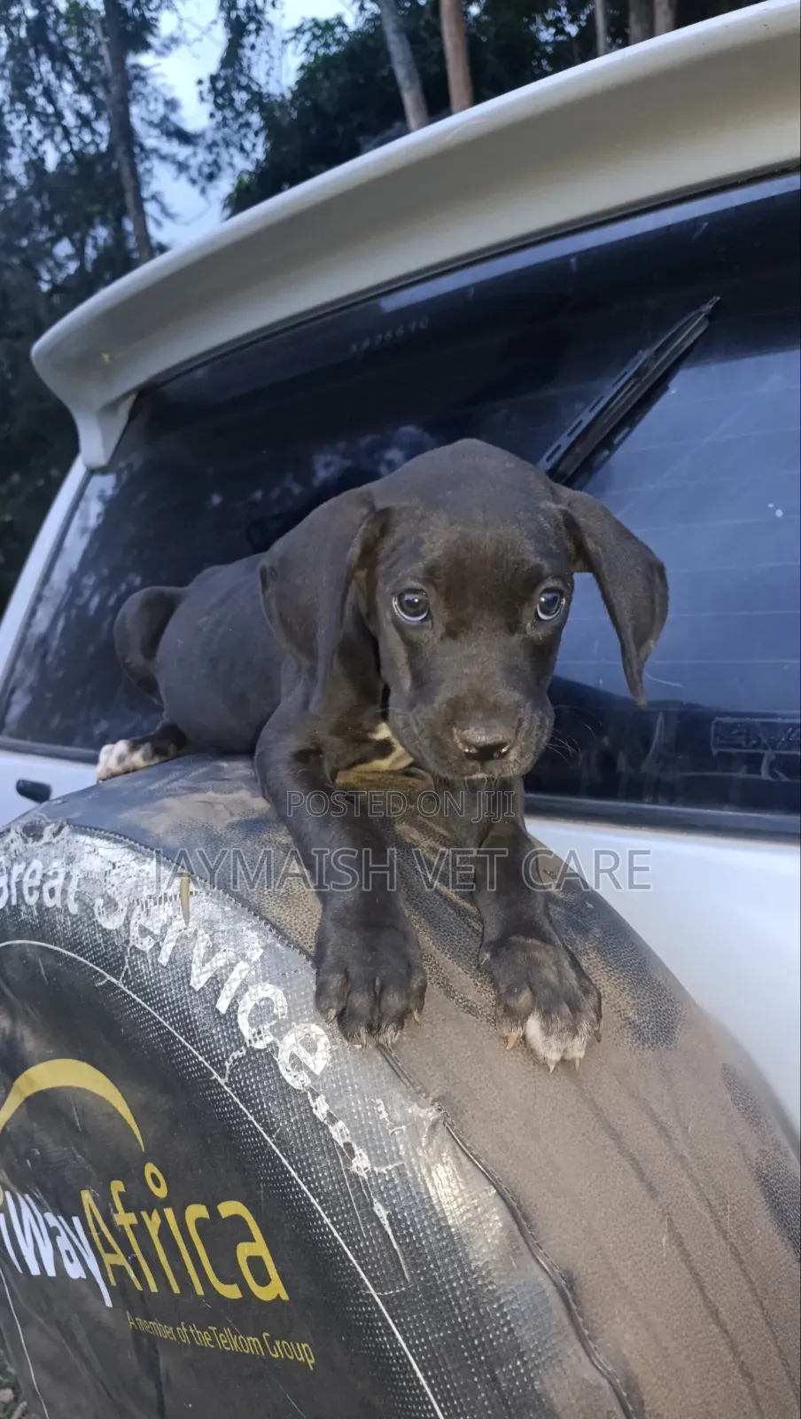 1-3 months Female Purebred Great Dane