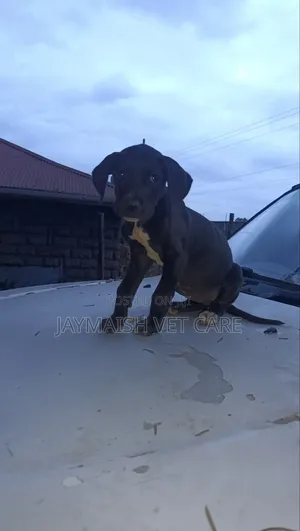 1-3 months Female Purebred Great Dane