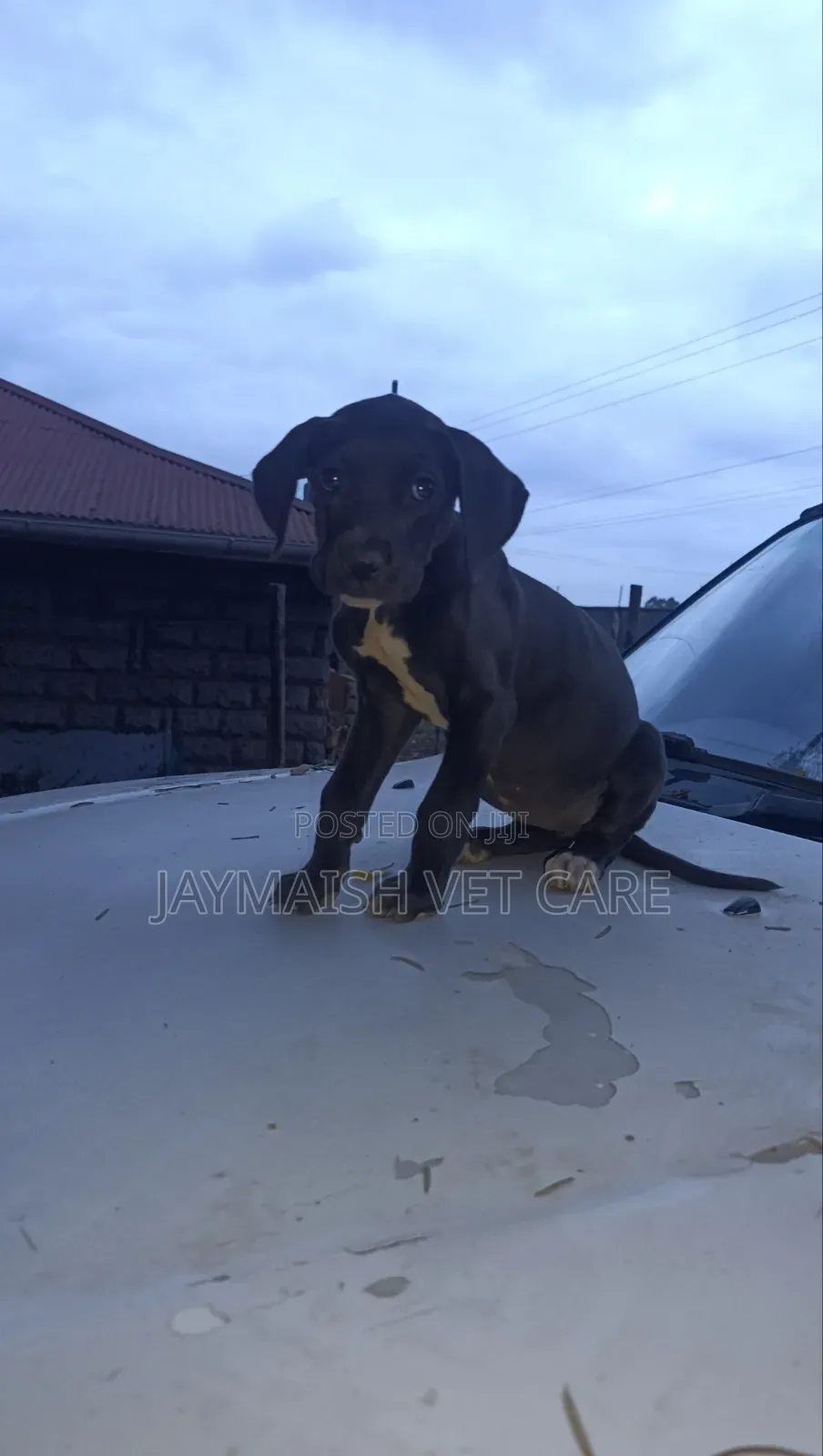 1-3 months Female Purebred Great Dane