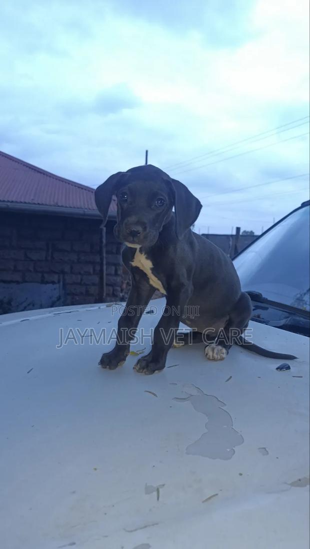 1-3 months Female Purebred Great Dane - thumbnail 6