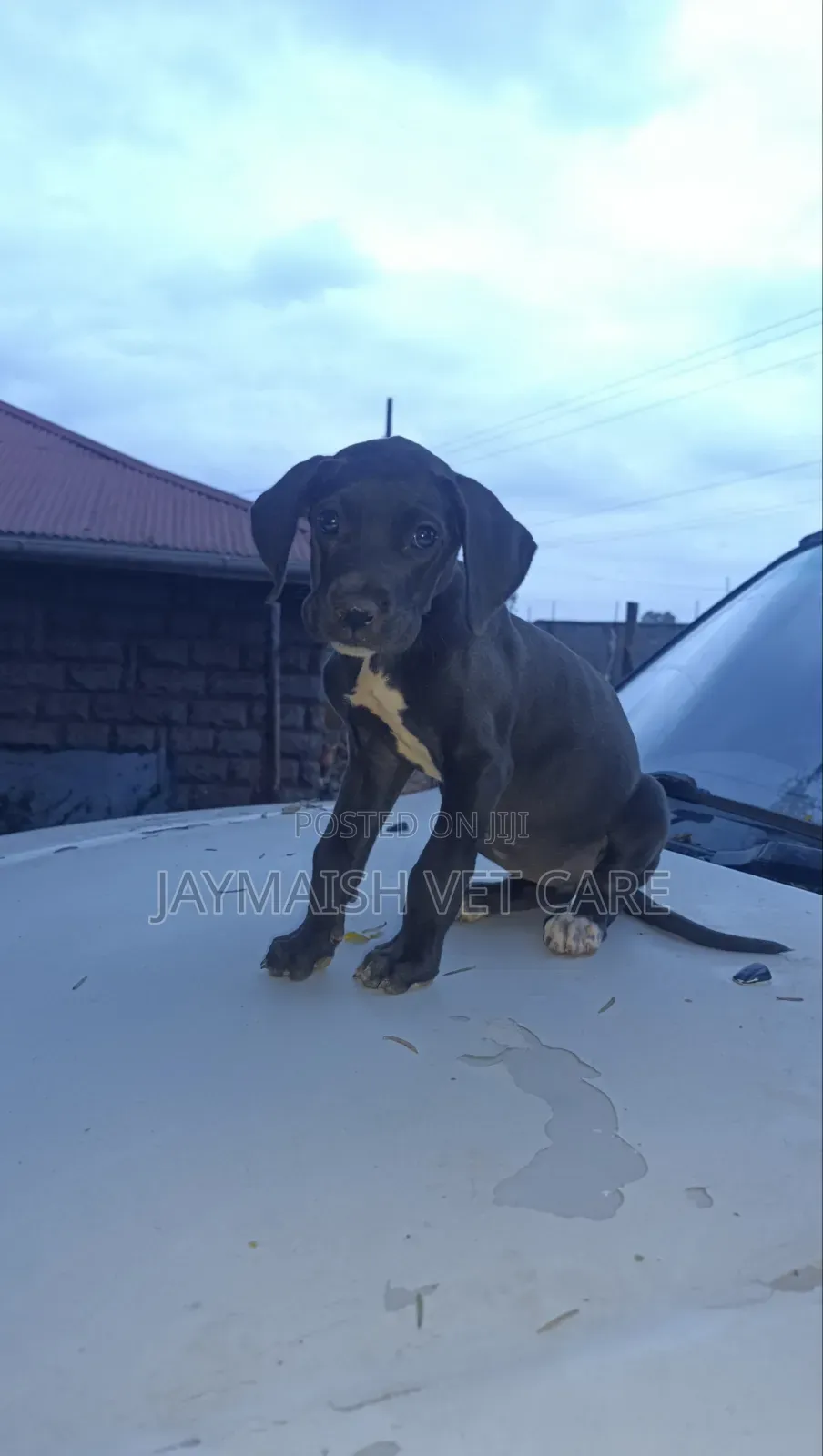 1-3 months Female Purebred Great Dane