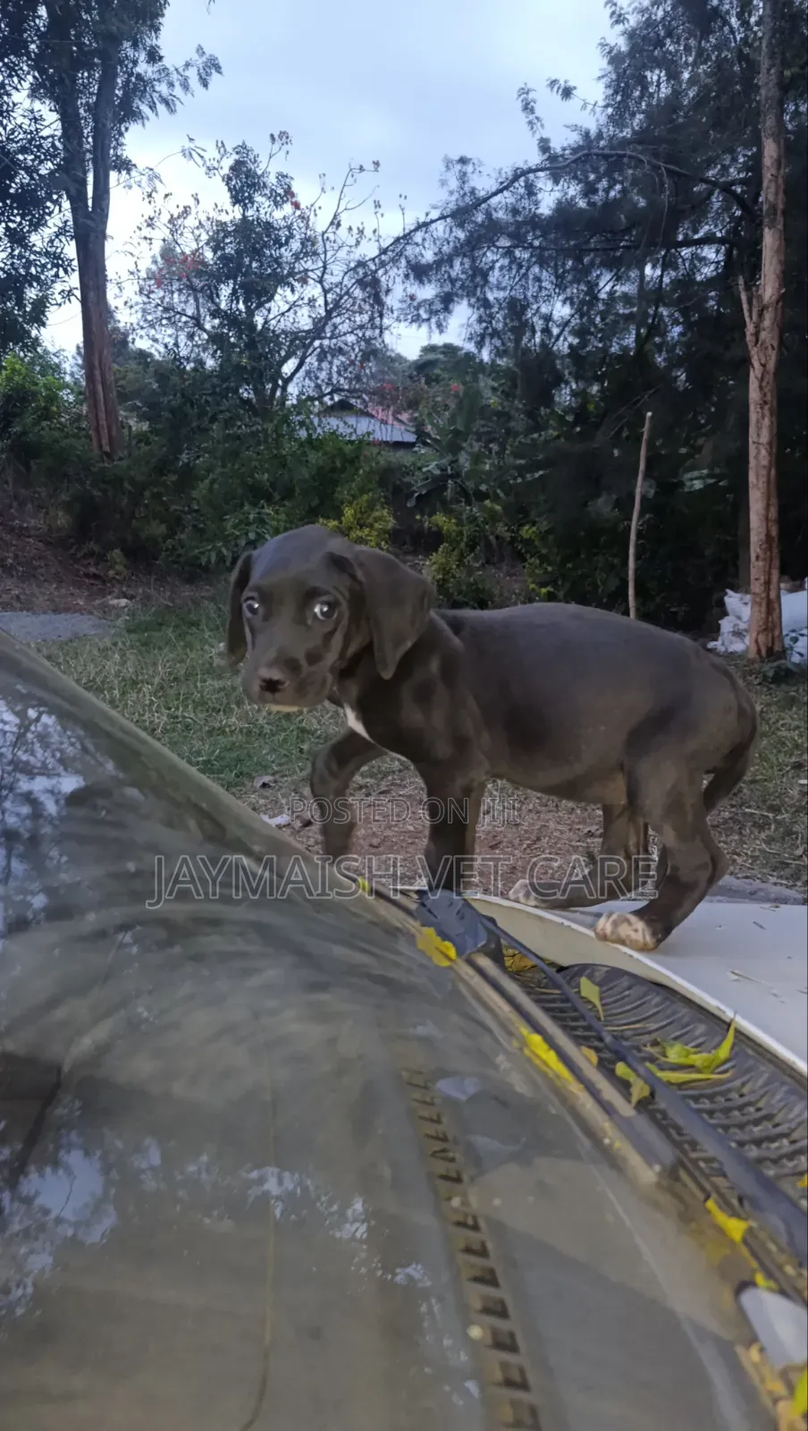 1-3 months Female Purebred Great Dane
