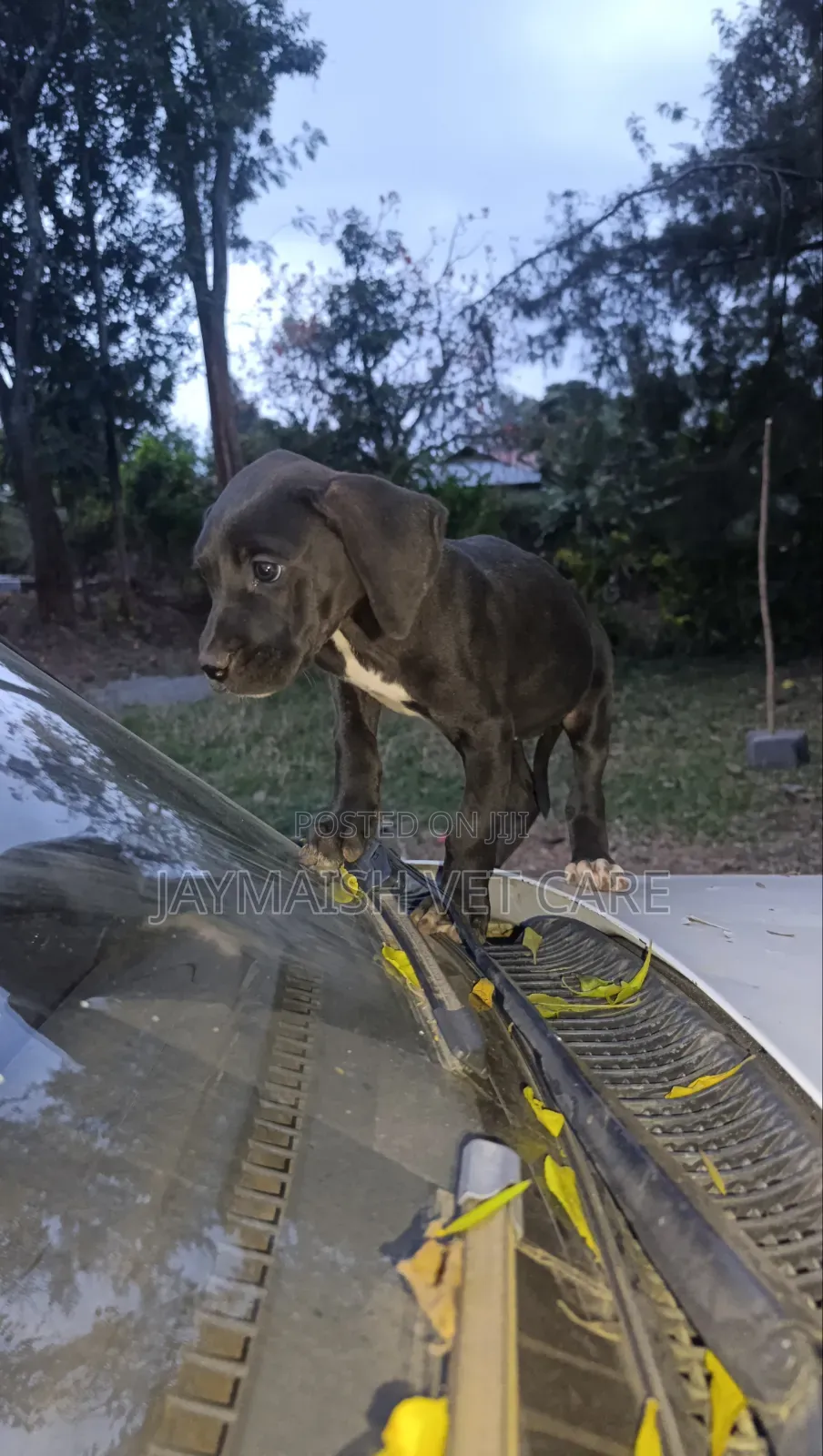 1-3 months Female Purebred Great Dane