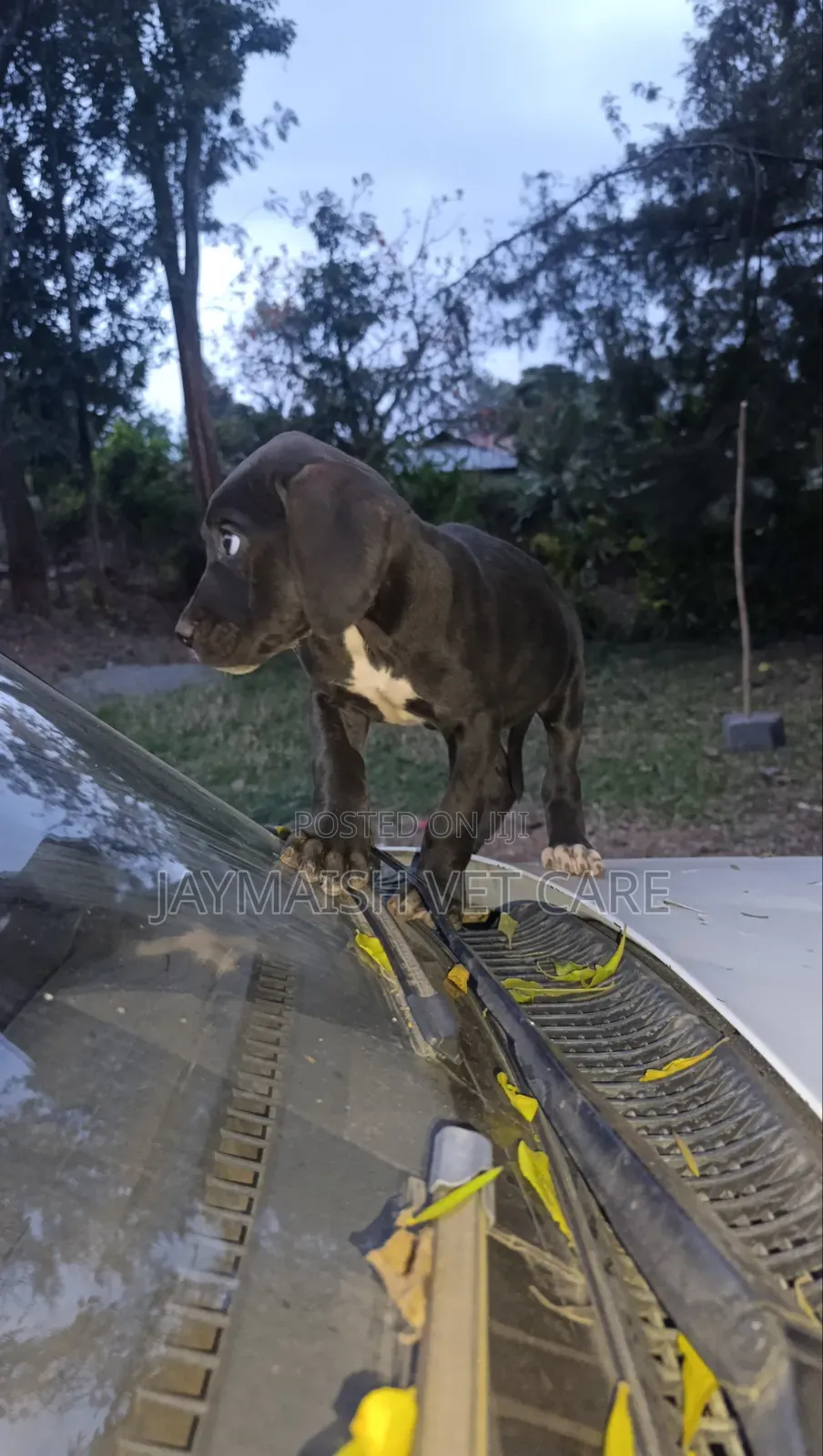 1-3 months Female Purebred Great Dane