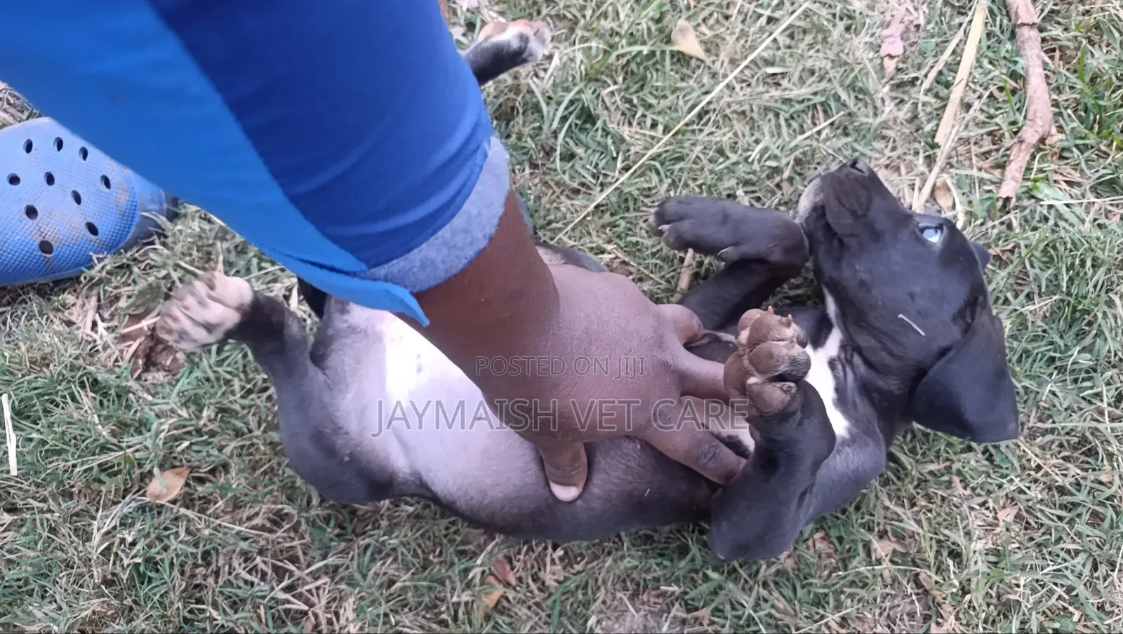 1-3 months Female Purebred Great Dane