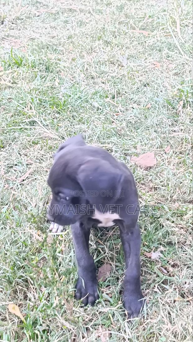 1-3 months Female Purebred Great Dane - thumbnail 12