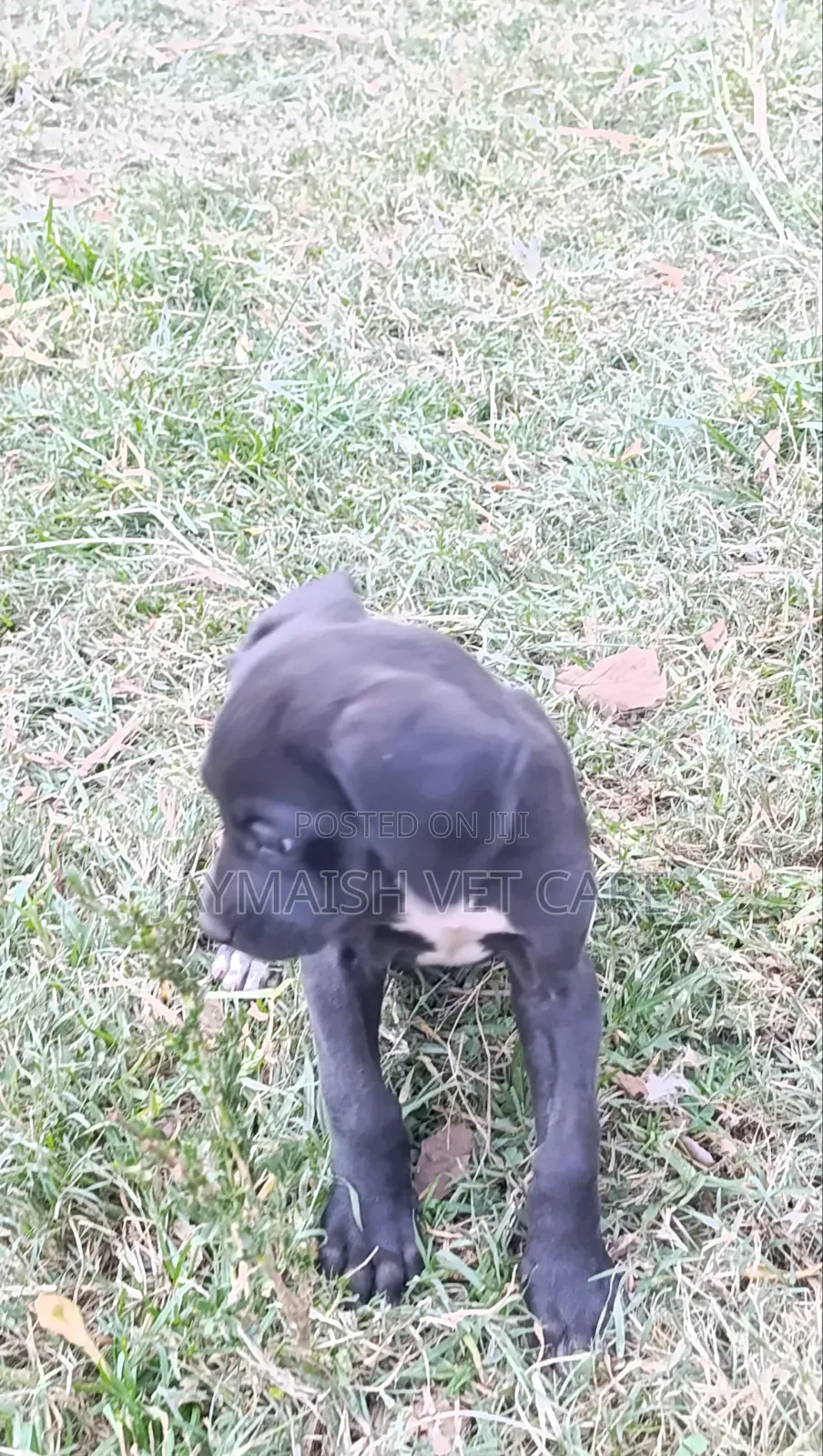 1-3 months Female Purebred Great Dane