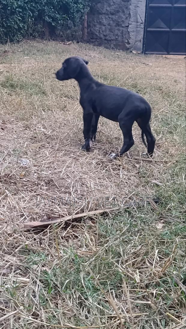 1-3 months Female Purebred Great Dane - thumbnail 13