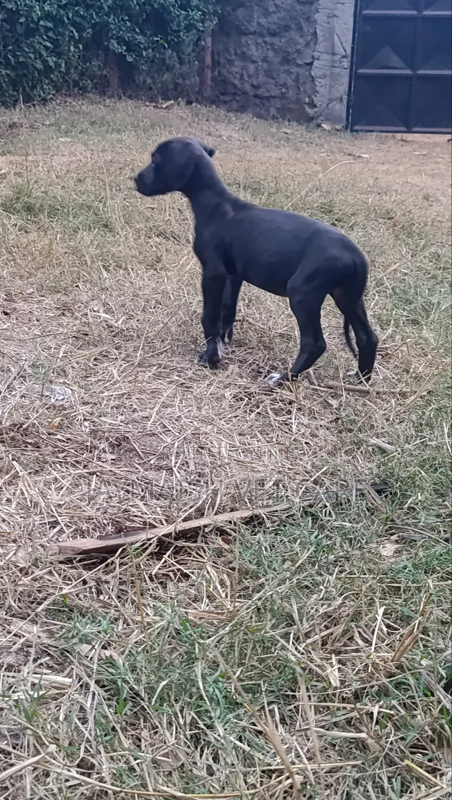 1-3 months Female Purebred Great Dane