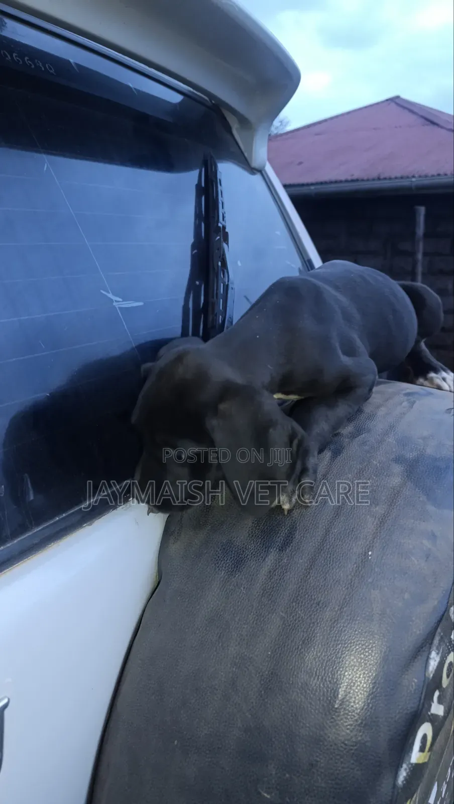 1-3 months Female Purebred Great Dane