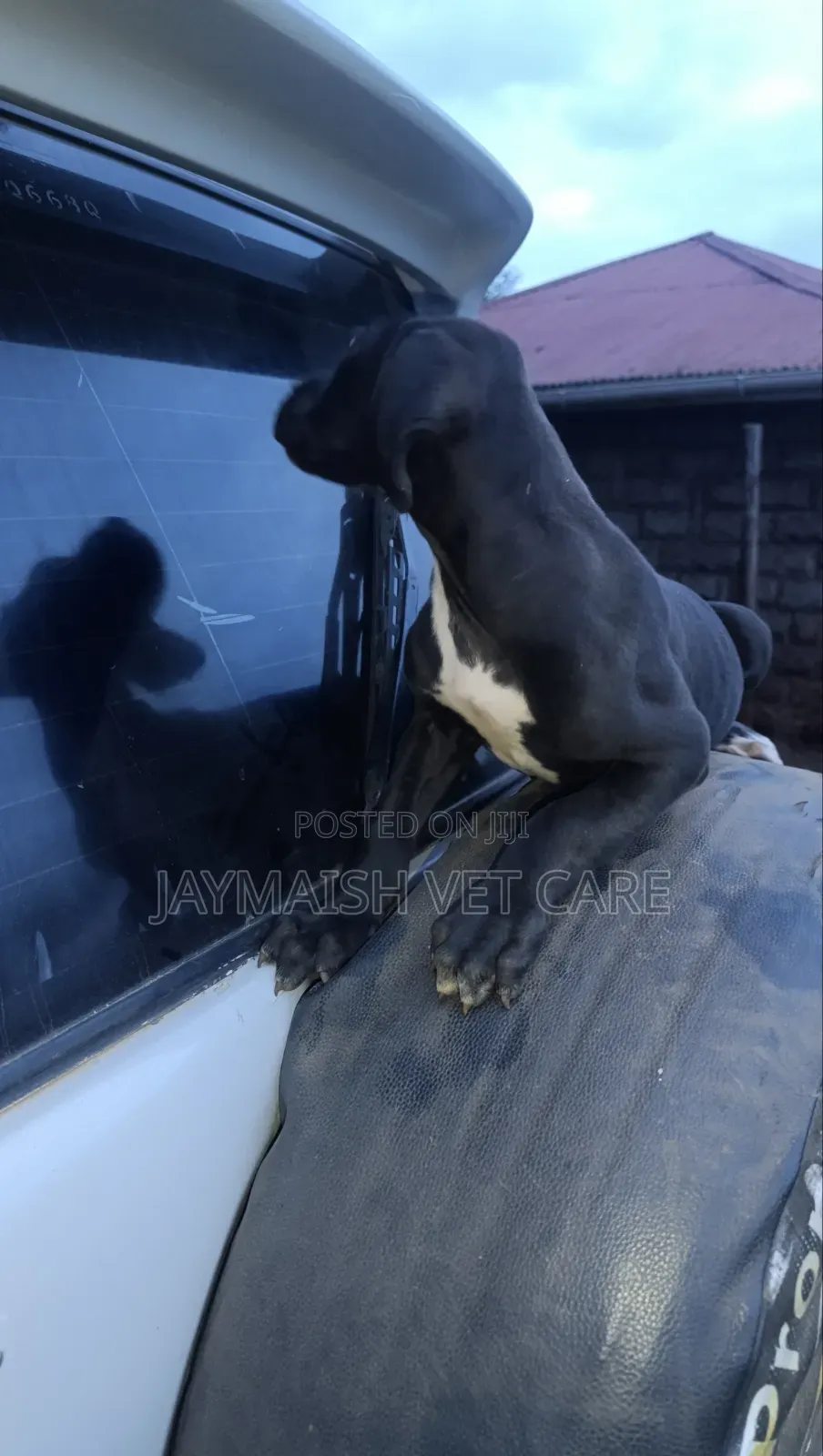 1-3 months Female Purebred Great Dane
