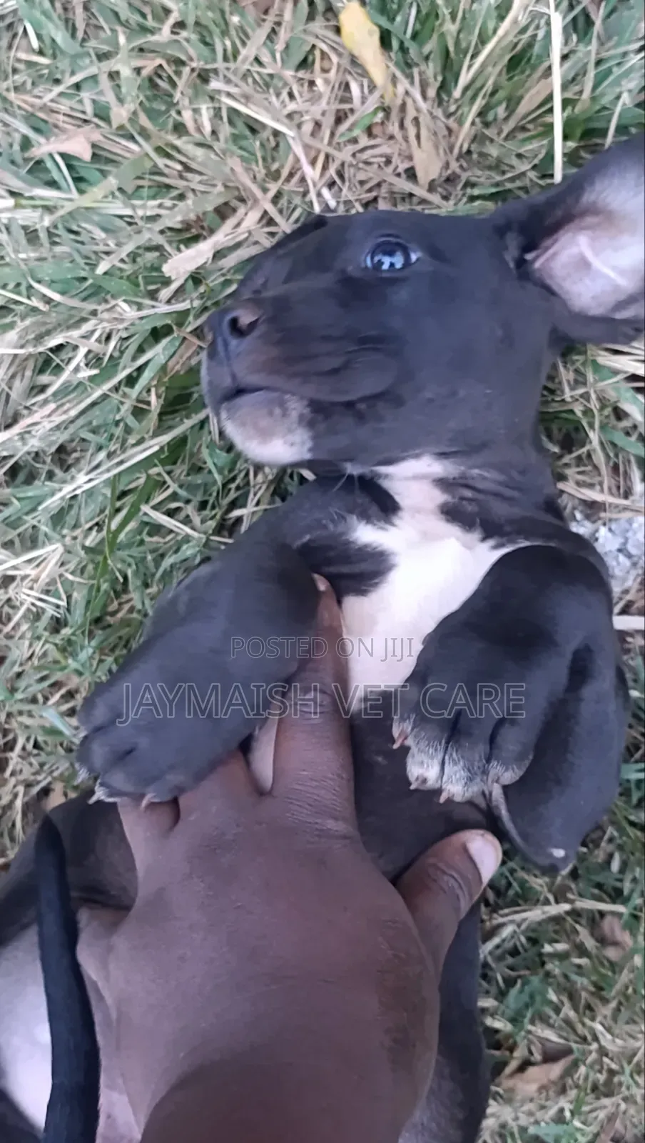 1-3 months Female Purebred Great Dane