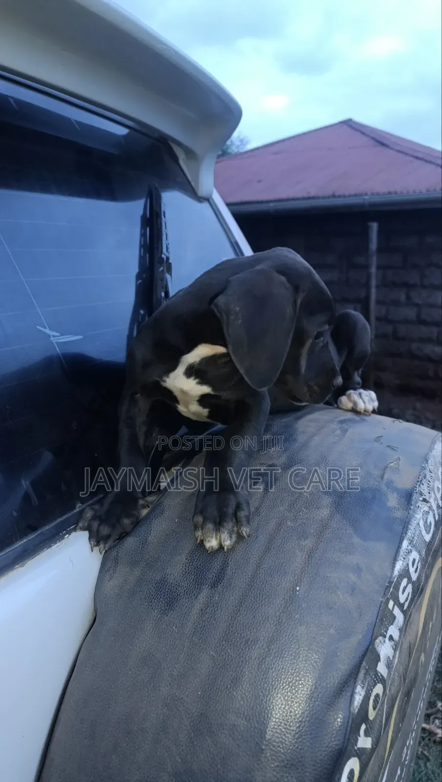 1-3 months Female Purebred Great Dane