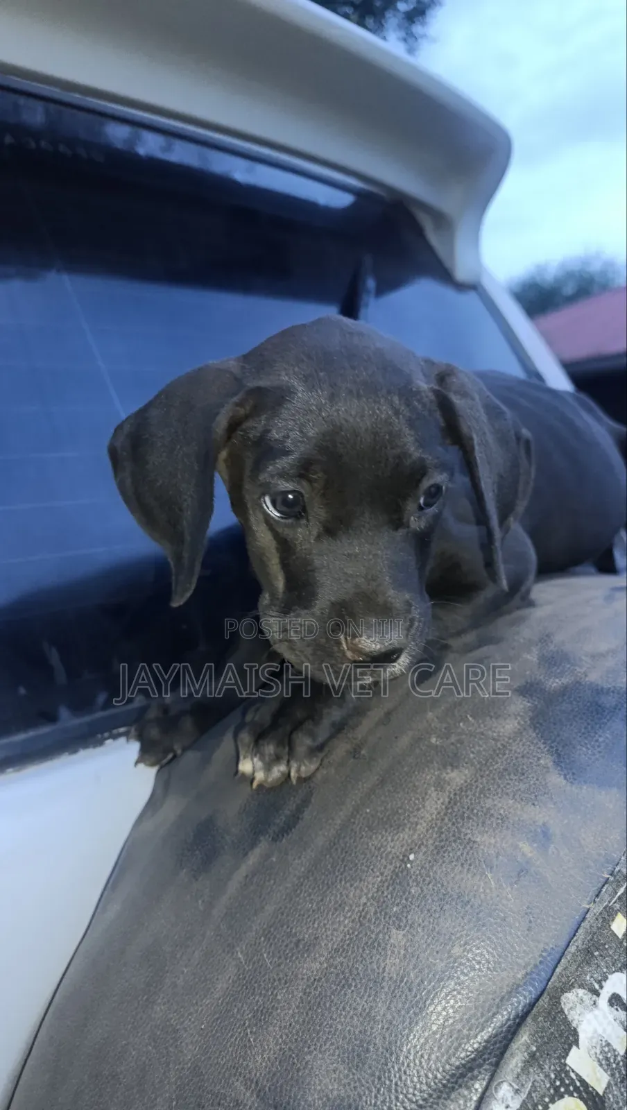 1-3 months Female Purebred Great Dane