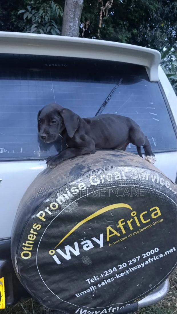 1-3 months Female Purebred Great Dane - thumbnail 19