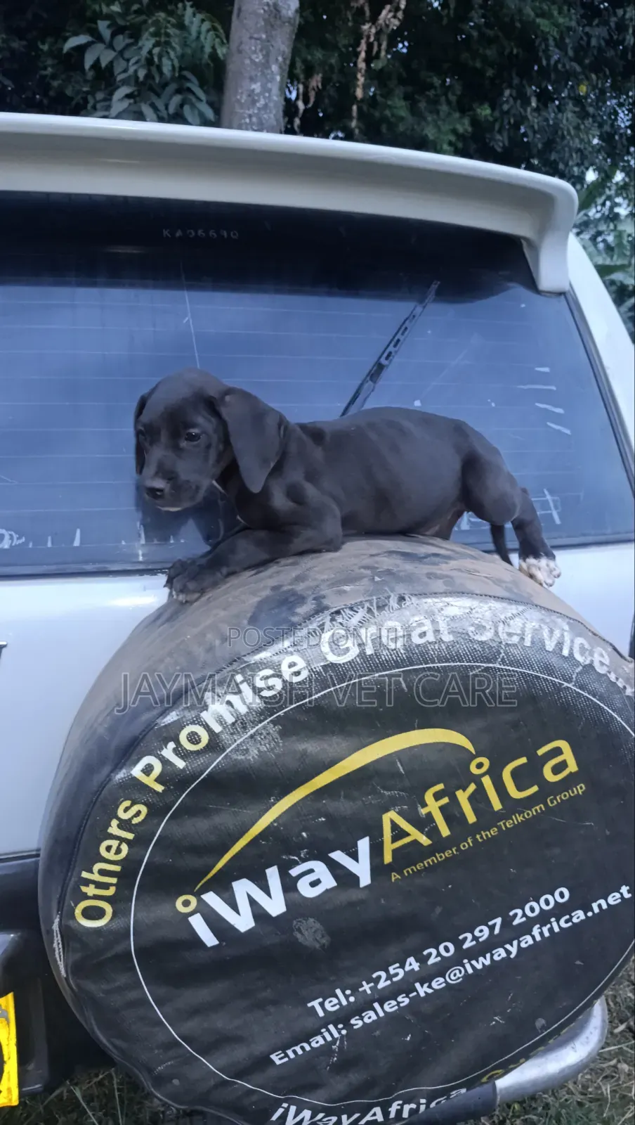 1-3 months Female Purebred Great Dane