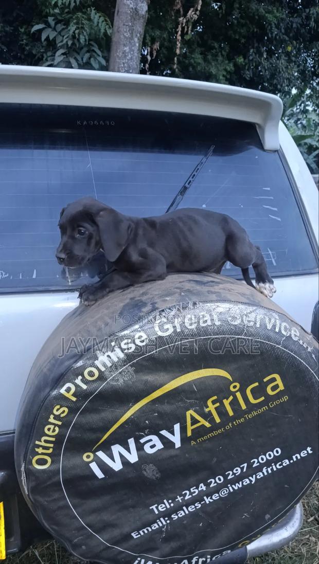 1-3 months Female Purebred Great Dane - thumbnail 20