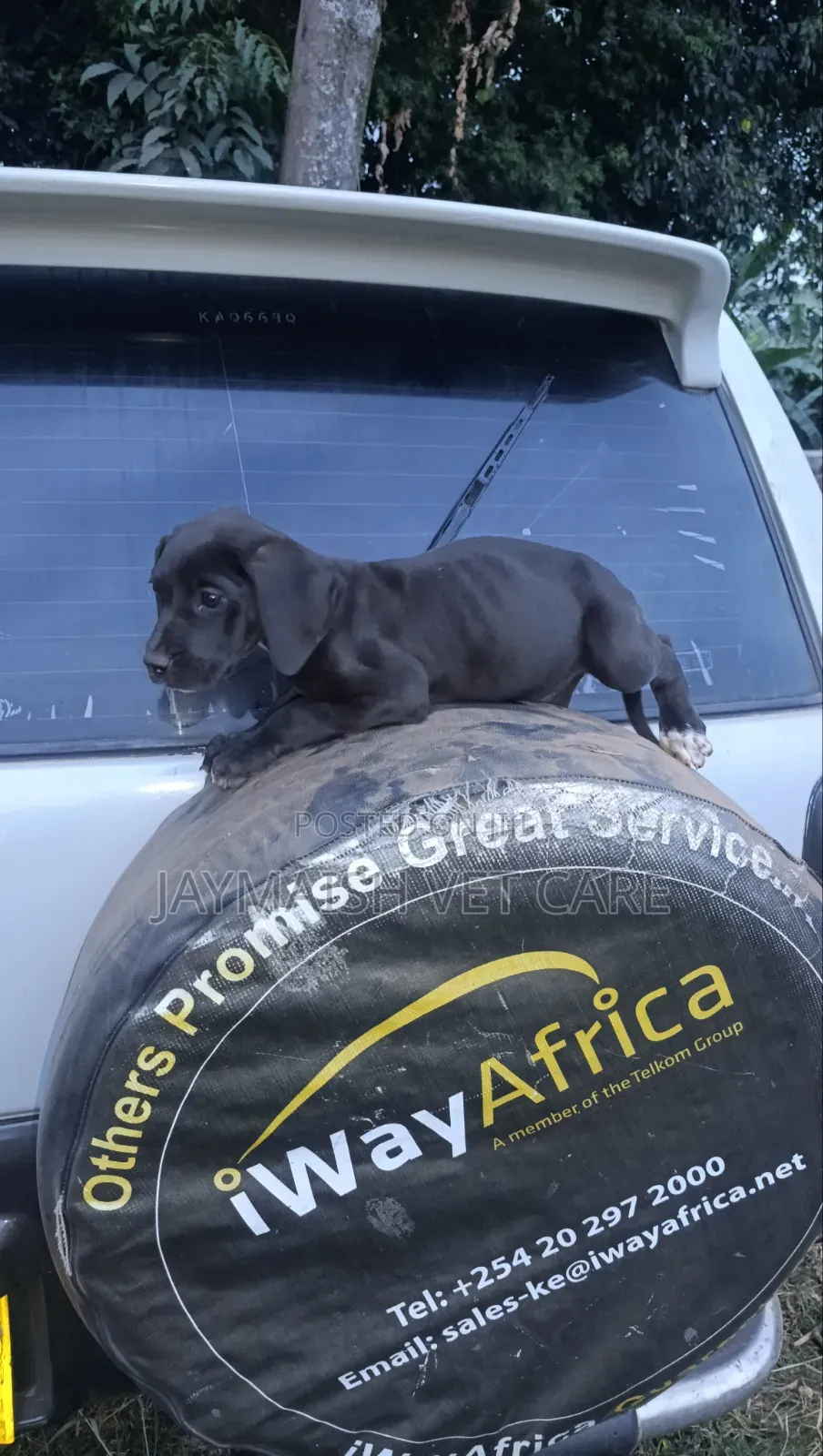 1-3 months Female Purebred Great Dane
