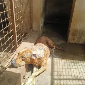 1+ year Female Purebred Boerboel