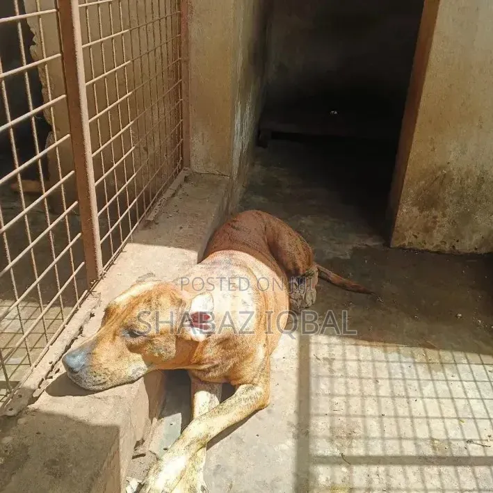 1+ year Female Purebred Boerboel