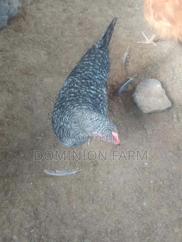 Chicken for Sale