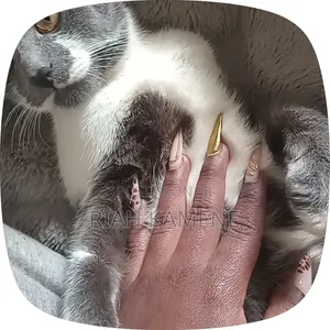 3-6 months Female Mixed Breed Cat