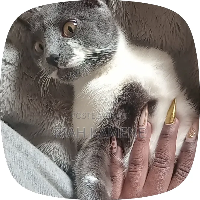 3-6 months Female Mixed Breed Cat