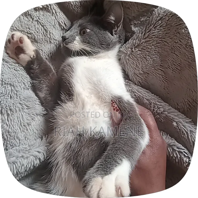 3-6 months Female Mixed Breed Cat