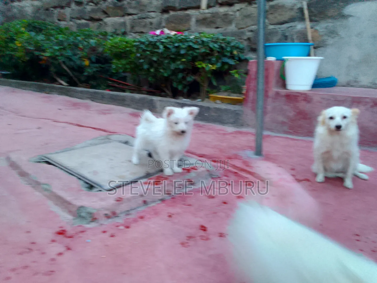 3-6 months Male Purebred Maltese