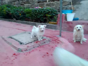 3-6 months Male Purebred Maltese