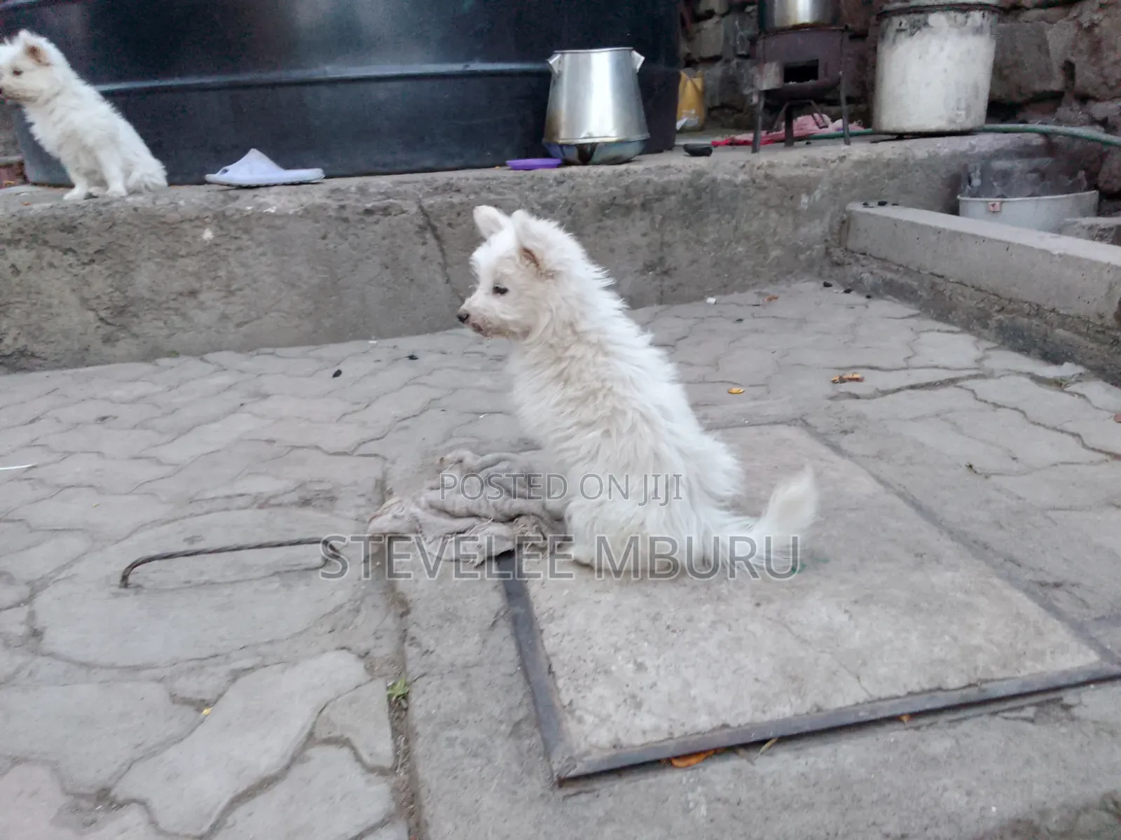 3-6 months Male Purebred Maltese