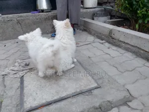 3-6 months Male Purebred Maltese