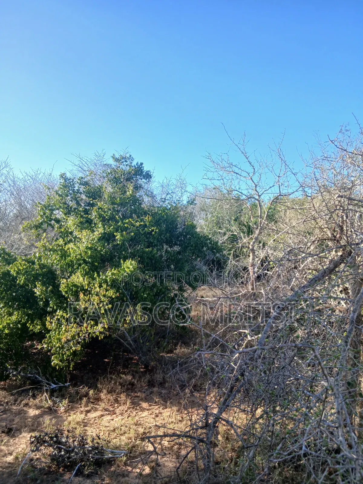 12 Acres Forsale in Malindi Marafa Matopeni Good for Farming