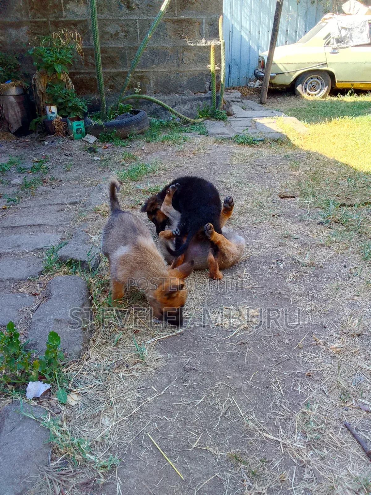 1-3 months Male Purebred German Shepherd