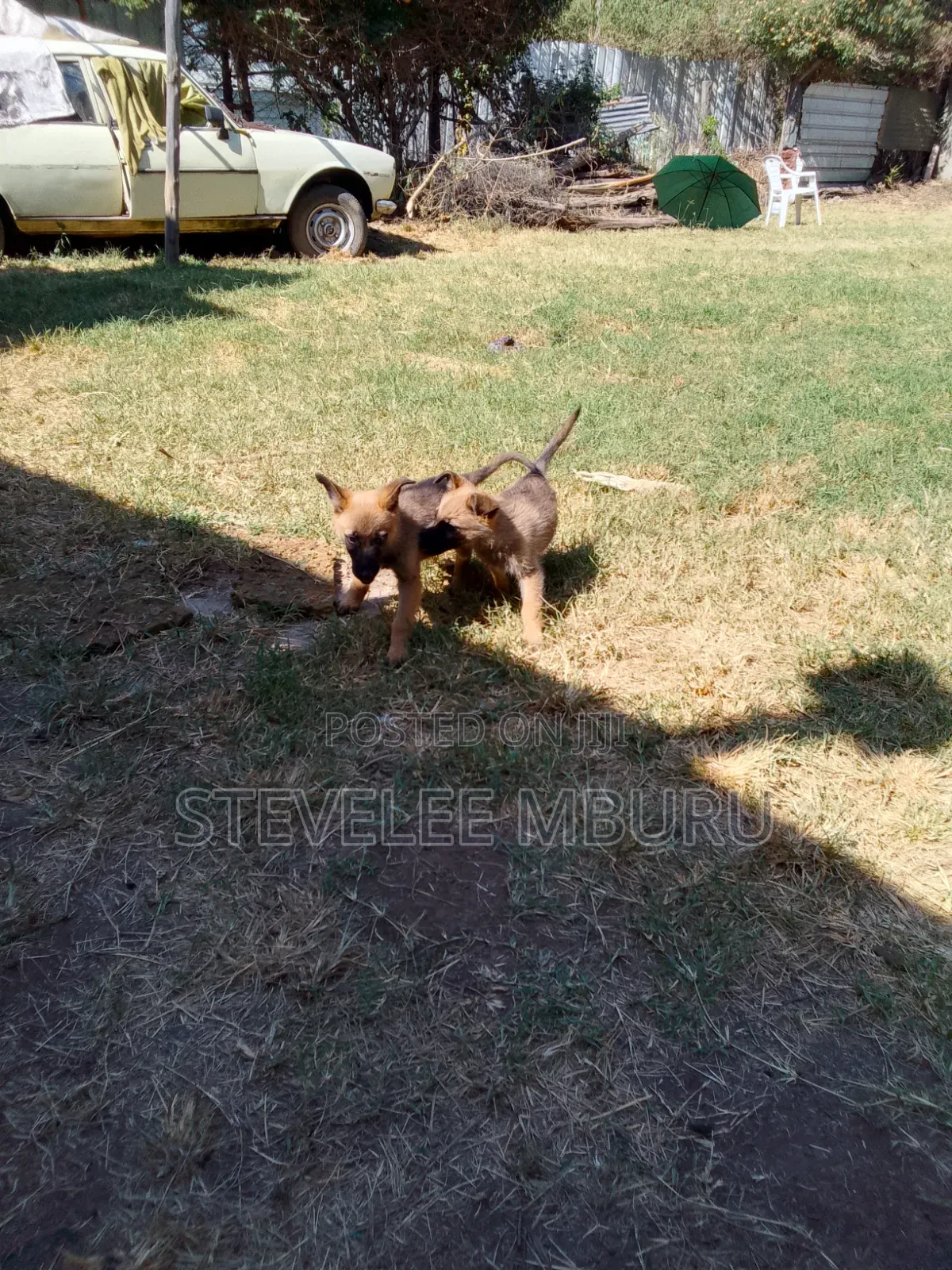 1-3 months Male Purebred German Shepherd