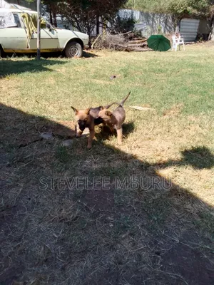 1-3 months Male Purebred German Shepherd