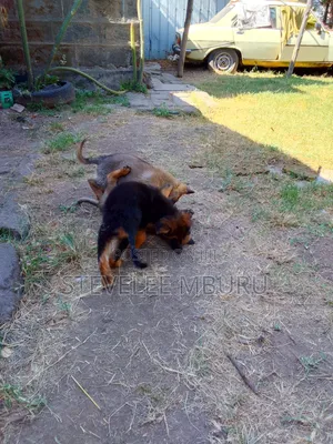 1-3 months Male Purebred German Shepherd