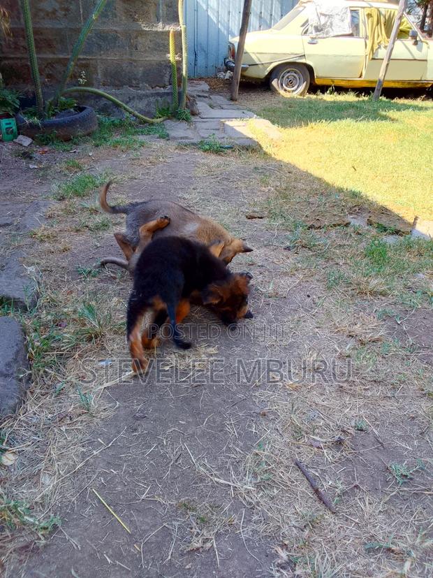 1-3 months Male Purebred German Shepherd - thumbnail 3