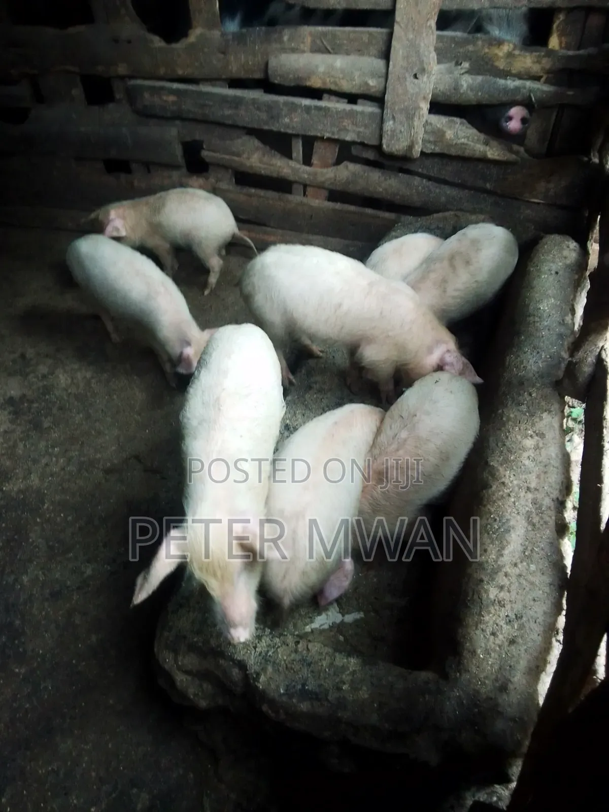 Large White 9 Piglets 2600sh Each 2 Months