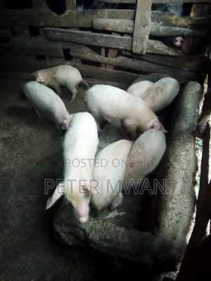 Large White 9 Piglets 2600sh Each 2 Months