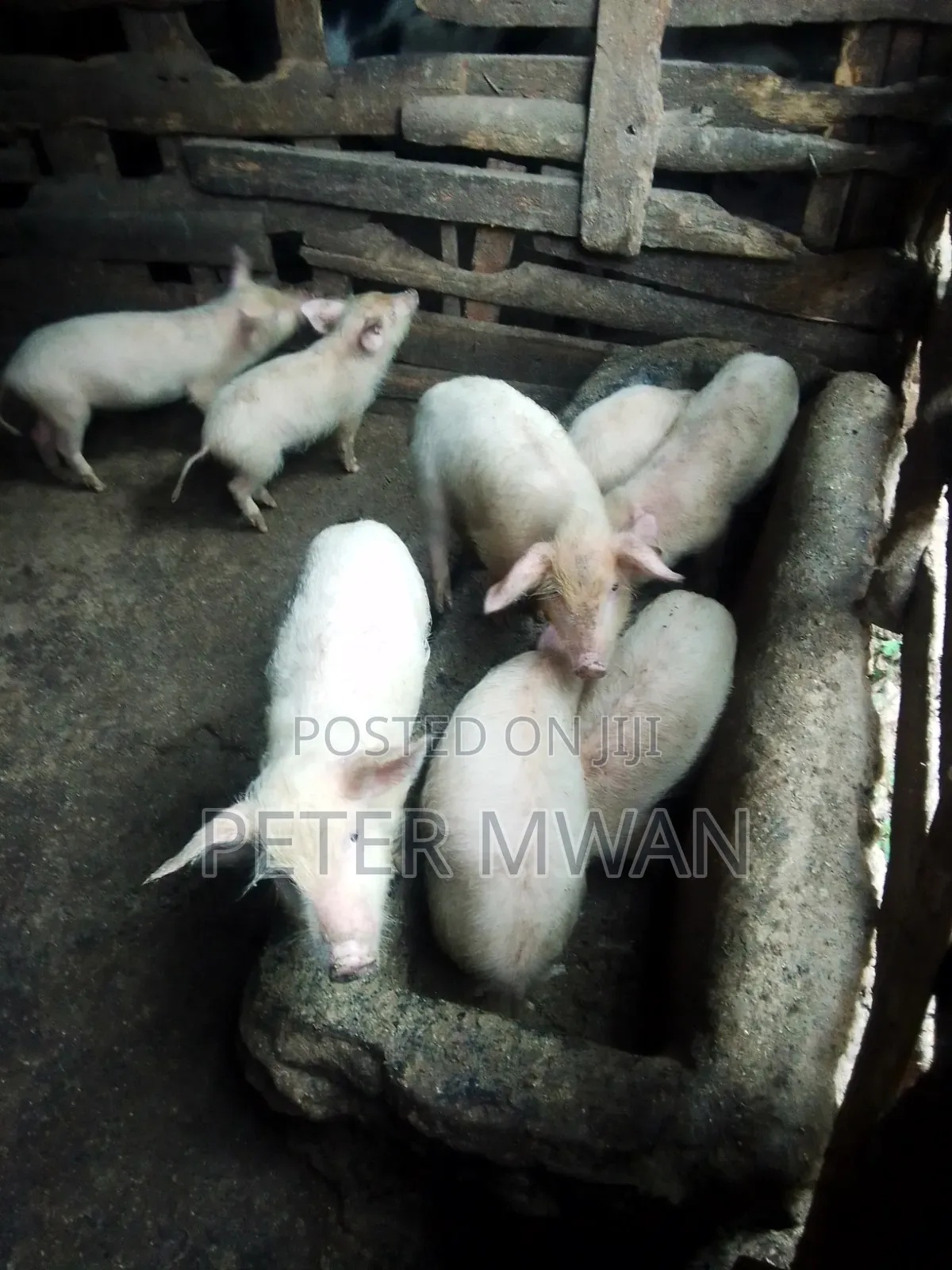 Large White 9 Piglets 2600sh Each 2 Months