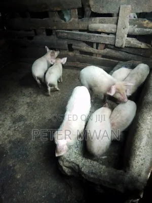 Large White 9 Piglets 2600sh Each 2 Months