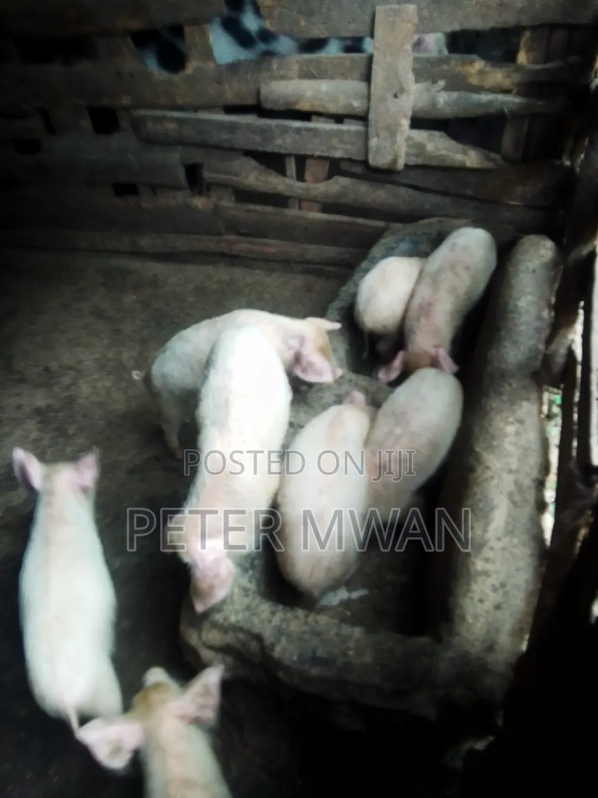 Large White 9 Piglets 2600sh Each 2 Months