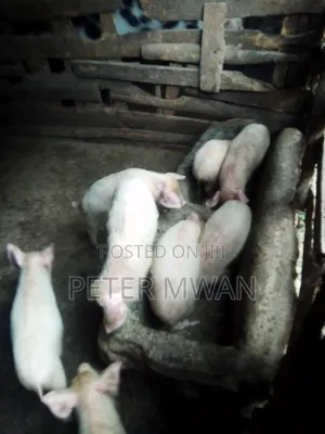 Large White 9 Piglets 2600sh Each 2 Months
