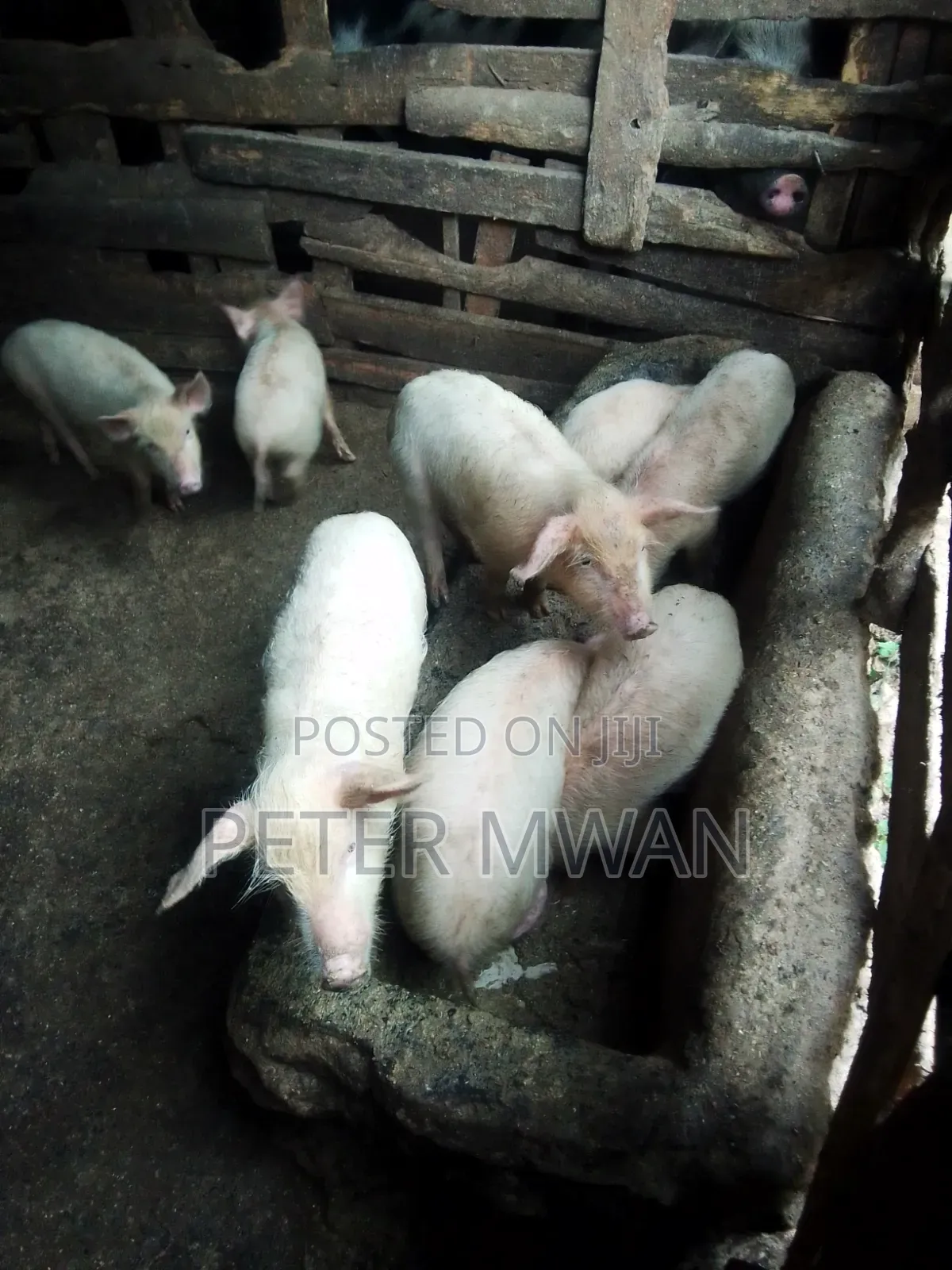Large White 9 Piglets 2600sh Each 2 Months