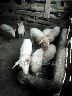 Large White 9 Piglets 2600sh Each 2 Months