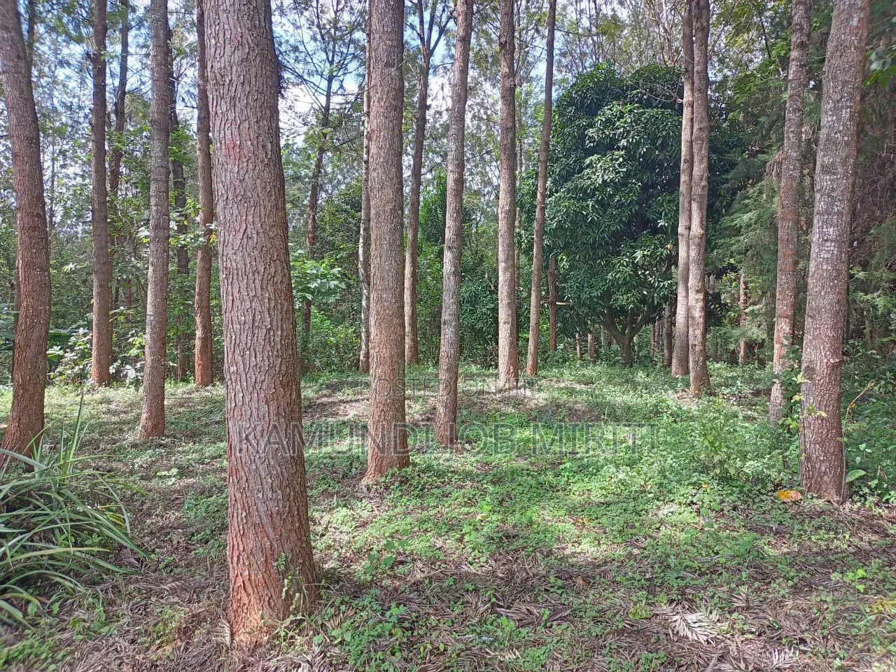 Land for Sale